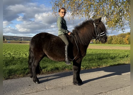 Shetland Ponies Mix, Gelding, 6 years, 11.2 hh, Black