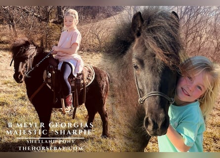 Shetland Ponies, Gelding, 6 years, 11 hh, Black