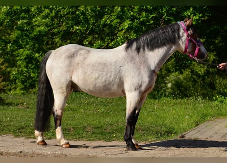 Shetland Ponies, Gelding, 6 years, 12,1 hh, Roan-Bay