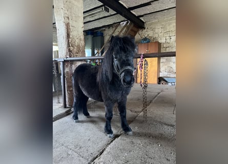 Shetland Ponies, Gelding, 7 years, 8.1 hh, Black