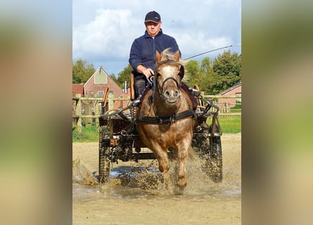 Shetland Ponies, Gelding, 8 years, 11 hh, Leopard-Piebald