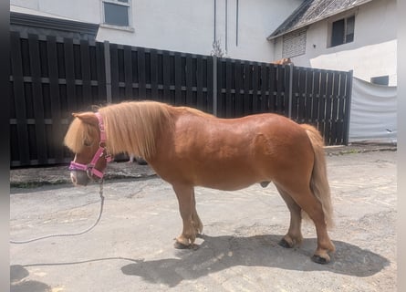 Shetland Ponies, Gelding, 8 years, 9.2 hh, Chestnut-Red