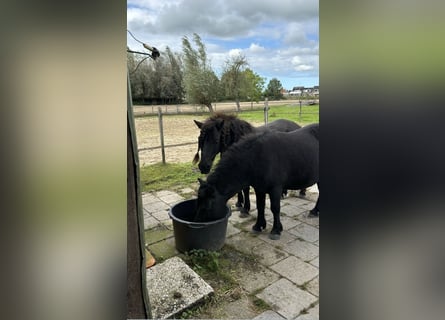 Shetland Ponys, Wallach, 9 Jahre, 10,1 hh, Rappe