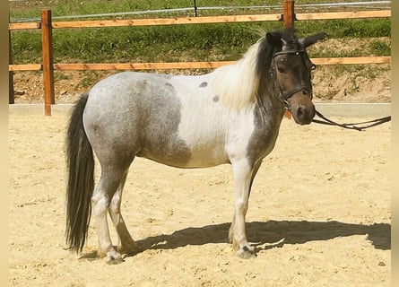 Shetland Ponies, Mare, 10 years, 11 hh, Pinto