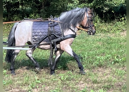 Shetland Ponies, Mare, 11 years, 10,2 hh, Gray-Red-Tan