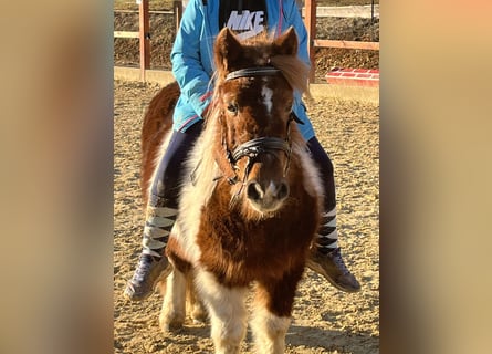 Shetland Ponies, Mare, 11 years, 10,2 hh, Pinto