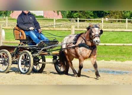 Shetland Ponies Mix, Mare, 11 years, 11,1 hh, Leopard-Piebald