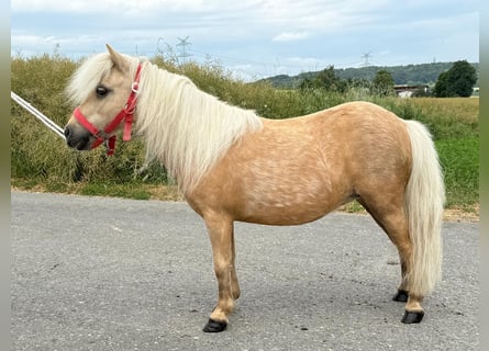 Shetland Ponies, Mare, 11 years, 7,3 hh, Palomino