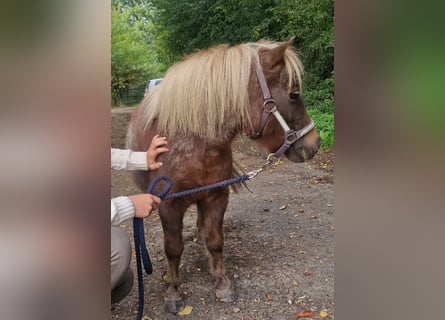 Shetland Ponies, Mare, 11 years, 8.3 hh, Roan-Bay Shetland Ponies, Mare, 11 years, 8.3 hh, Roan-Bay