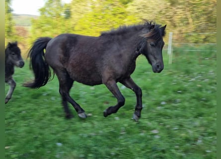 Shetland Ponies, Mare, 11 years, 9,2 hh, Black