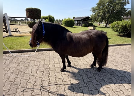 Shetland Ponies, Mare, 12 years