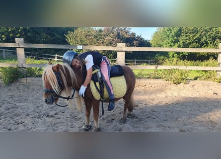 Shetland Ponies, Mare, 14 years, 8,3 hh, Chestnut-Red