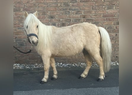 Shetland Ponies, Mare, 14 years, 8.3 hh, Palomino
