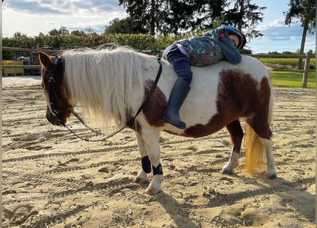 Shetland Ponies, Mare, 14 years, 9,1 hh, Pinto