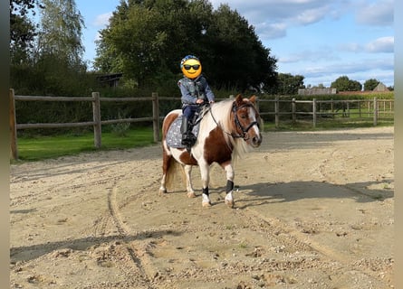 Shetland Ponies, Mare, 14 years, 9,1 hh, Pinto