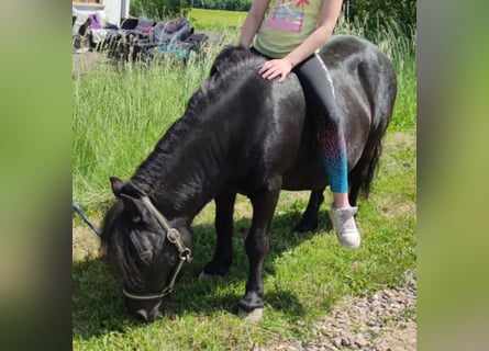Shetland Ponies, Mare, 14 years, 9.2 hh, Black