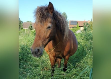 Shetland Ponies, Mare, 15 years, 11 hh, Bay-Dark