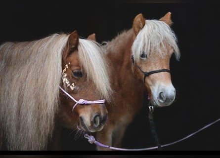 Shetland Ponies, Mare, 16 years
