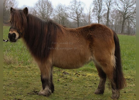 Shetland Ponies, Mare, 17 years