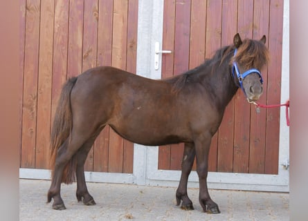 Shetland Ponies, Mare, 1 year, 8,3 hh