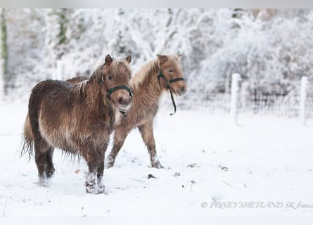 Shetland Ponies, Mare, 1 year, 9,2 hh, Chestnut-Red