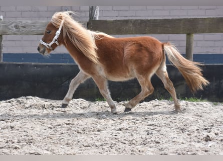 Shetland Ponies, Mare, 1 year, Chestnut-Red