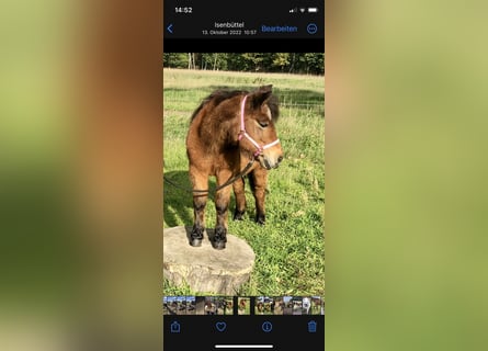 Shetland Ponies Mix, Mare, 26 years, 10,2 hh, Brown