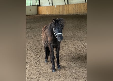 Shetland Ponies Mix, Mare, 3 years, 8.3 hh, Black
