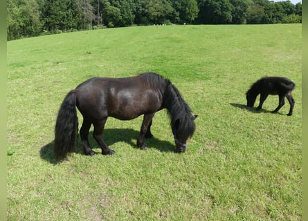 Shetland Ponies, Mare, 4 years, 10.1 hh, Black Shetland Ponies, Mare, 4 years, 10.1 hh, Black