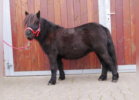 Shetland Ponies, Mare, 4 years, 9,1 hh