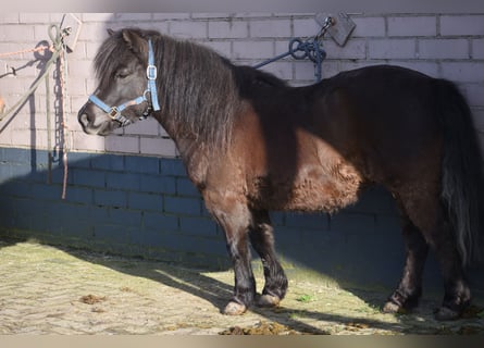 Shetland Ponies, Mare, 5 years, 10.1 hh, Black