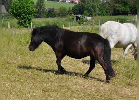 Shetland Ponies, Mare, 5 years, 9.2 hh, Black