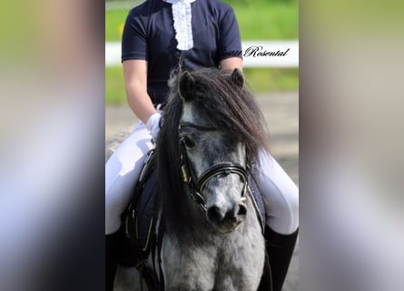 Shetland Ponies, Mare, 5 years, 9,2 hh, Gray