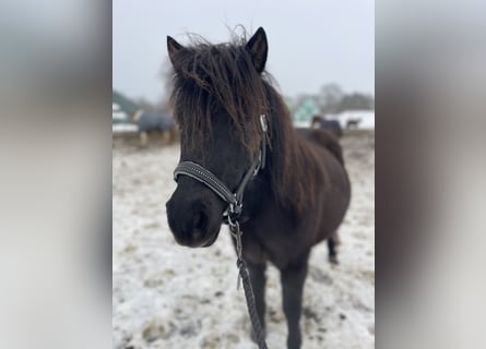 Shetland Ponies, Mare, 6 years, 10.1 hh, Black