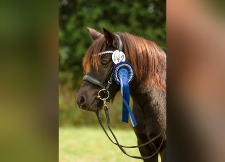 Shetland Ponies, Mare, 6 years, 10,1 hh, Tobiano-all-colors