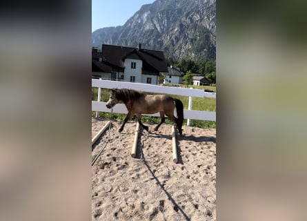 Shetland Ponies, Mare, 6 years, 10,2 hh, Brown