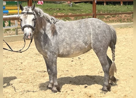 Shetland Ponies, Mare, 6 years, 10,1 hh, Gray-Dapple