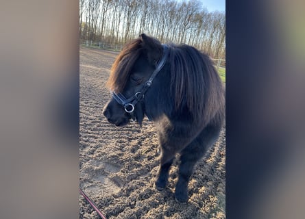 Shetland Ponies, Mare, 7 years, 9.1 hh, Smoky-Black