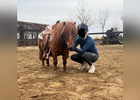 Shetland Ponies, Mare, 8 years, 8.1 hh