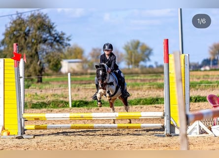 Shetland Ponies, Mare, 9 years, 11.1 hh, Pinto