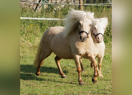 Shetland Ponies, Mare, 9 years, 8.2 hh, Palomino