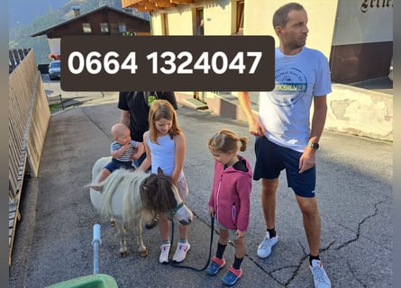 Shetland Ponies, Mare, 9 years