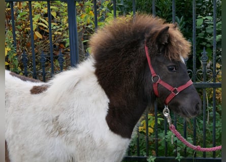 Shetland Ponies, Mare, Foal (05/2025), 9.1 hh