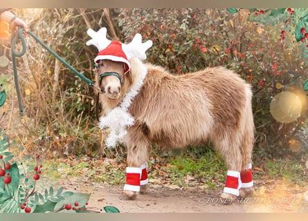 Shetland Ponies, Mare, , 9,2 hh, Chestnut-Red