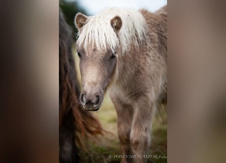 Shetland Ponies, Mare, Foal (04/2024), 9,2 hh, Chestnut-Red