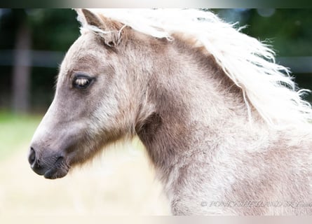 Shetland Ponies, Mare, Foal (04/2024), 9,2 hh, Chestnut-Red