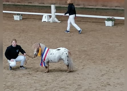 Shetland Ponies, Stallion, 10 years, 7,2 hh, Leopard-Piebald