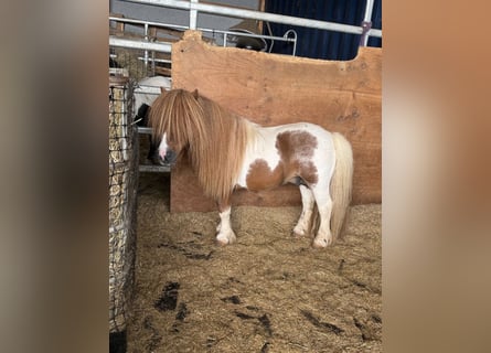Shetland Ponies, Stallion, 14 years, 8.1 hh
