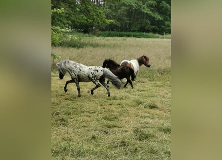 Shetland Ponies, Stallion, 15 years, 10.1 hh, Leopard-Piebald
