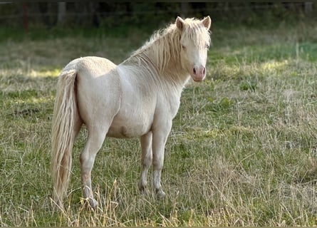 Shetland Ponies, Stallion, 1 year, 10 hh, Perlino